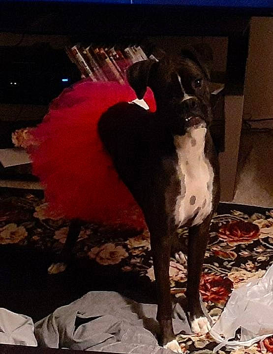 Dutchie is registered to the contest to win money with this photo: art, carmine, carnivore, companion_dog, dog, dog_breed, event, fawn, fur, human_leg, magenta, metal, snout, sporting_group, statue, tail, textile, toy_dog, visual_arts, working_animal