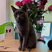 Raven is registered to the contest to win money with this photo: cat, gray_cat, flowers, roses, greenery, window, blinds, wooden_surface, indoor, pet, animal, sitting, plant_pot, natural_light, feline, domestic_cat, still_life, houseplant, decor, cute