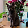 animal, blinds, cat, cute, decor, domestic_cat, feline, flowers, gray_cat, greenery, houseplant, indoor, natural_light, pet, plant_pot, roses, sitting, still_life, window, wooden_surface
