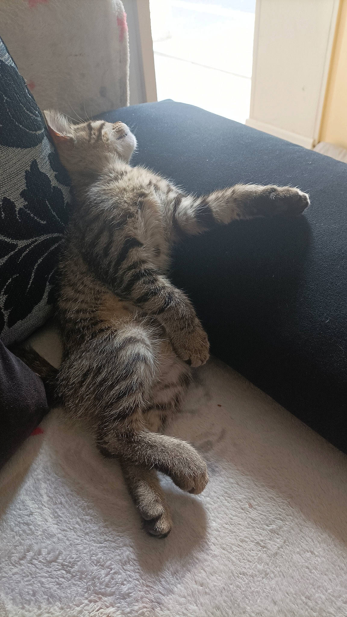 Sissou a rejoint le concours — aidez-le/la à gagner de superbes lots ! carnivore, cat, claw, comfort, domestic_short_haired_cat, felidae, flooring, foot, fur, grey, human_leg, mammal, paw, small_to_medium_sized_cats, snout, tail, terrestrial_animal, vertebrate, whiskers, wood