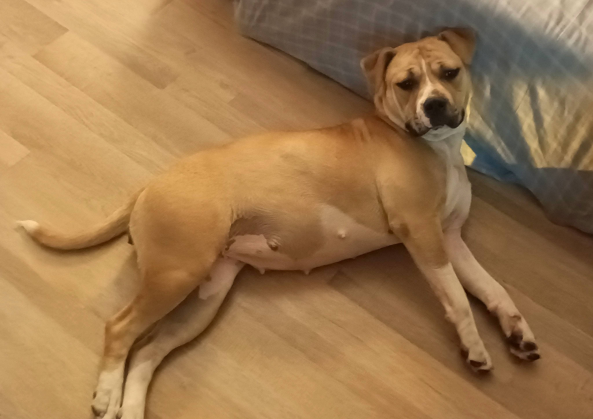 Maya La Curieuse a rejoint le concours — aidez-le/la à gagner de superbes lots ! canidae, carnivore, companion_dog, dog, dog_breed, dog_supply, fawn, floor, flooring, fur, hardwood, liver, paw, pet_supply, snout, sporting_group, tail, terrestrial_animal, wood, working_animal