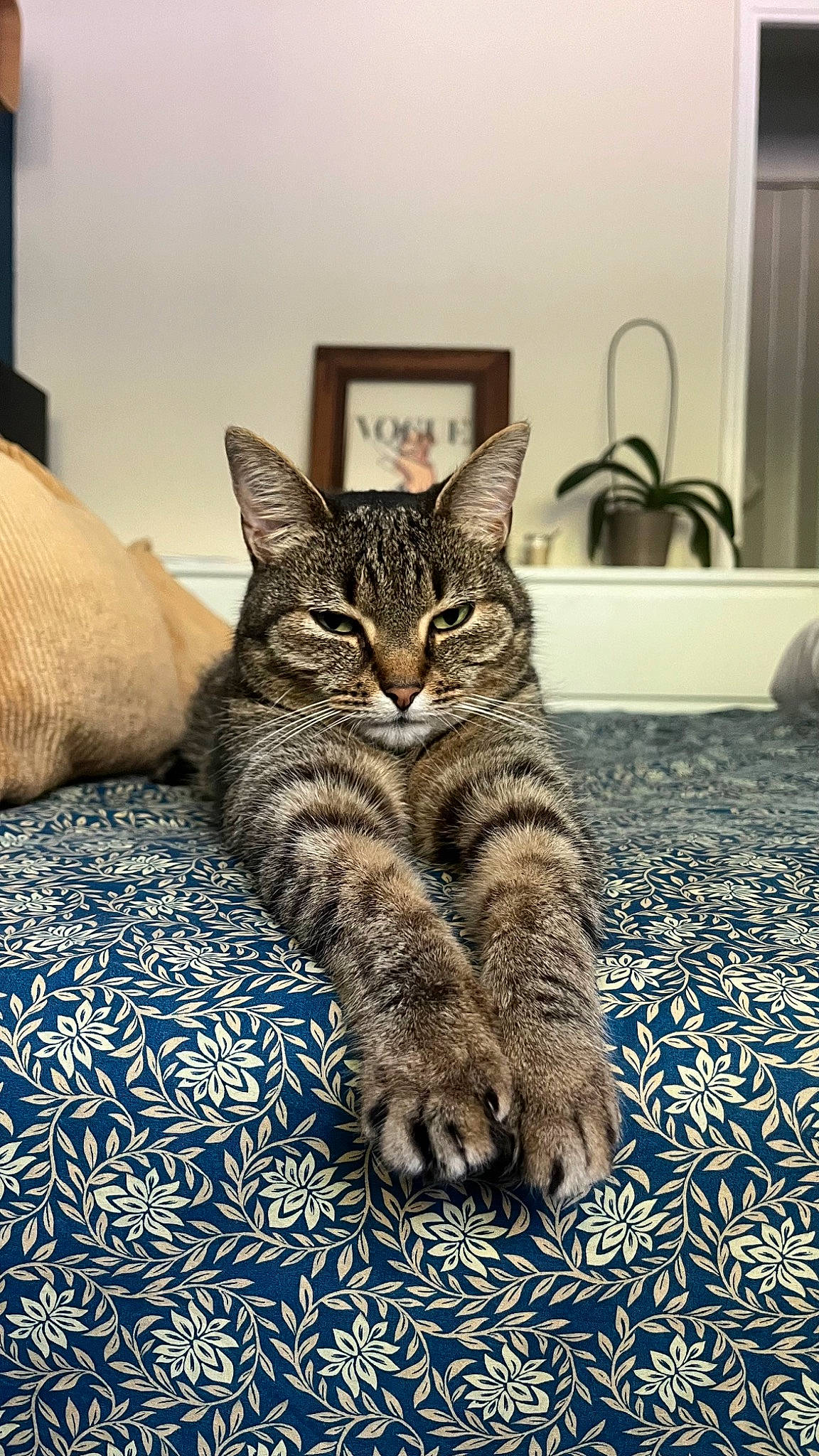 Couette participe au concours pour gagner de l'argent avec cette photo : carnivore, cat, claw, comfort, domestic_short_haired_cat, felidae, flooring, fur, grey, paw, picture_frame, plumbing_fixture, sitting, small_to_medium_sized_cats, snout, tap, terrestrial_animal, whiskers, wildlife