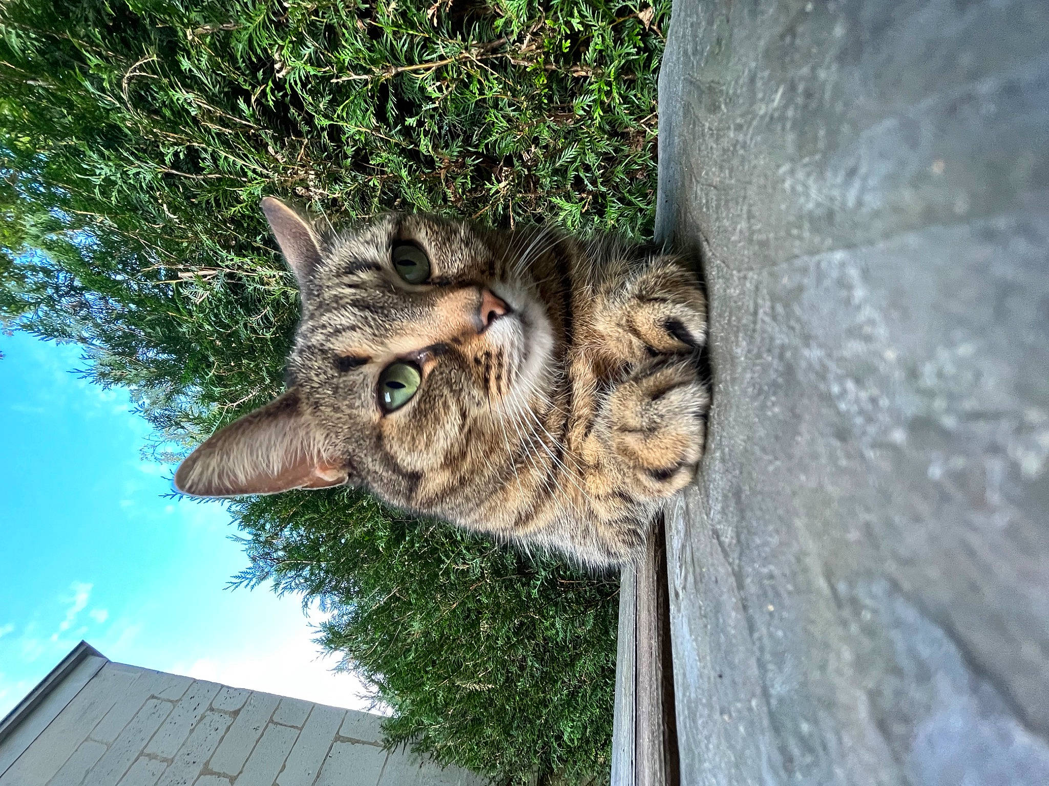 Couette participe au concours pour gagner de l'argent avec cette photo : carnivore, cat, cloud, domestic_short_haired_cat, felidae, fur, grass, pattern, plant, sky, small_to_medium_sized_cats, snout, tail, terrestrial_animal, tree, trunk, whiskers, wildlife, window, wood