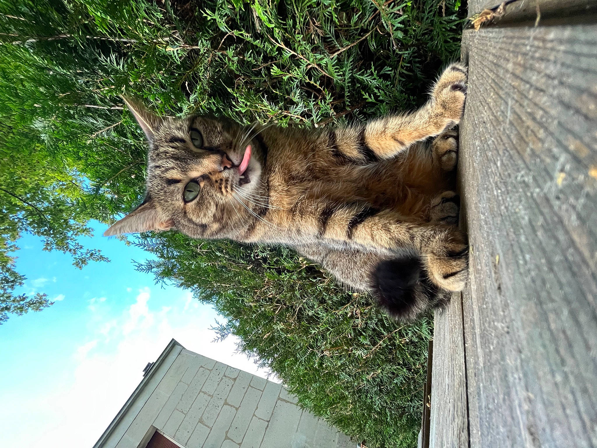 Couette participe au concours pour gagner de l'argent avec cette photo : carnivore, cat, cloud, domestic_short_haired_cat, felidae, fur, grass, paw, plant, sky, small_to_medium_sized_cats, snout, tail, terrestrial_animal, tree, trunk, twig, whiskers, wildlife, wood