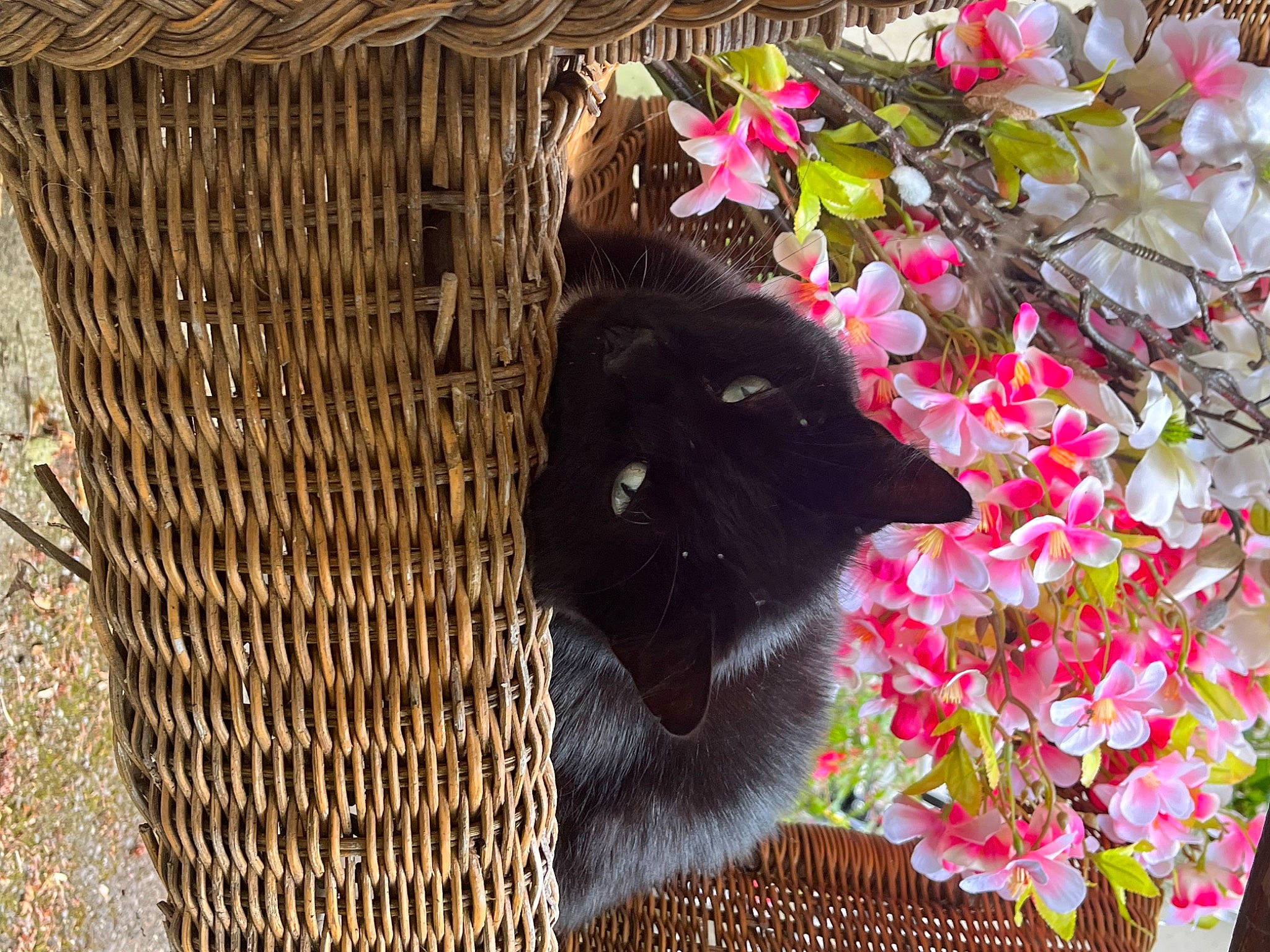Pablo participe au concours pour gagner de l'argent avec cette photo : annual_plant, black_cat, carmine, carnivore, cat, domestic_short_haired_cat, felidae, flower, flowering_plant, fur, grass, groundcover, magenta, petal, plant, shrub, small_to_medium_sized_cats, tail, terrestrial_animal, tree