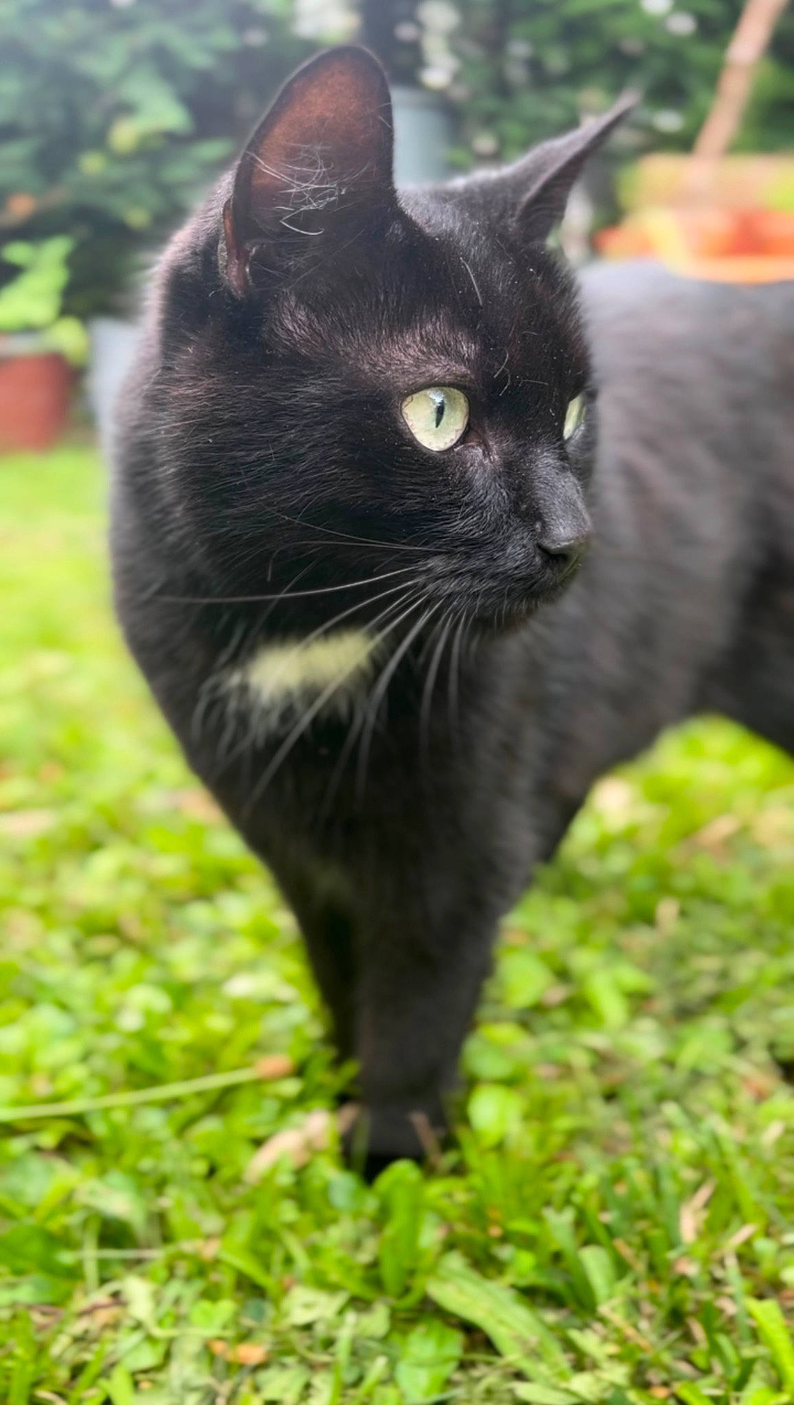 Pablo a rejoint le concours — aidez-le/la à gagner de superbes lots ! black_cat, bombay, carnivore, cat, domestic_short_haired_cat, felidae, flowerpot, fur, grass, havana_brown, houseplant, plant, small_to_medium_sized_cats, snout, tail, terrestrial_animal, tree, whiskers, wildlife, window