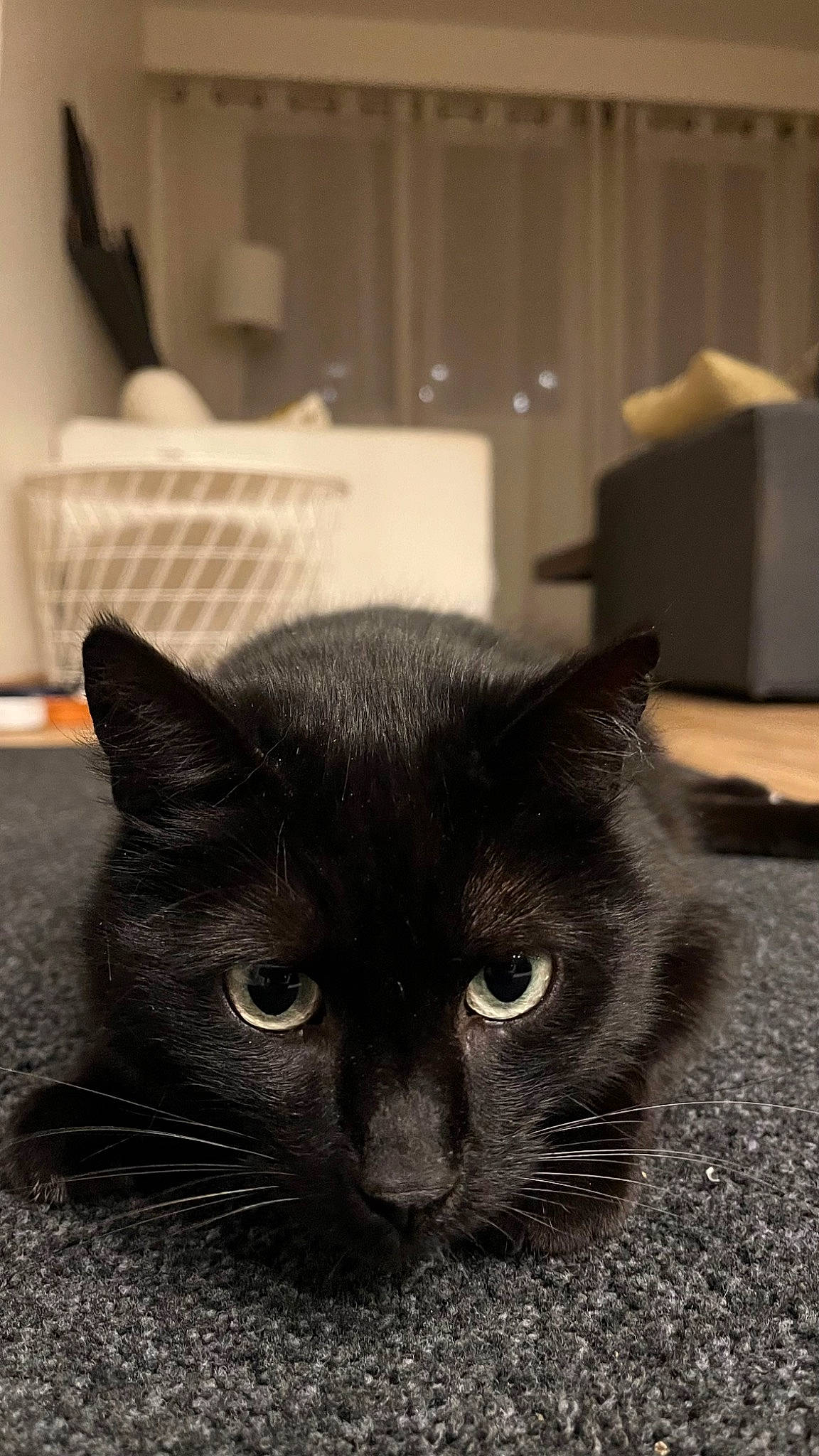 Pablo a rejoint le concours — aidez-le/la à gagner de superbes lots ! black_cat, bombay, carnivore, cat, domestic_short_haired_cat, felidae, fur, room, small_to_medium_sized_cats, snout, terrestrial_animal, whiskers, window