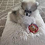 Bella is registered to the contest to win money with this photo: puppy, dog, fluffy, white_pillow, toy, carpet, indoor, cute, small_dog, pet, animal, furry, blur, cozy, home, floor, playful, young_dog, adorable, cushion