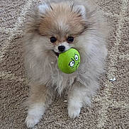 Bella joined the competition — help win amazing prizes! dog, pomeranian, fluffy, pet, toy, ball, green, carpet, cute, animal, indoor, playful, fur, small_dog, paw, face, expression, mouth, lying_down, close_up
