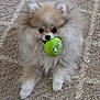 dog, pomeranian, fluffy, pet, toy, ball, green, carpet, cute, animal, indoor, playful, fur, small_dog, paw, face, expression, mouth, lying_down, close_up