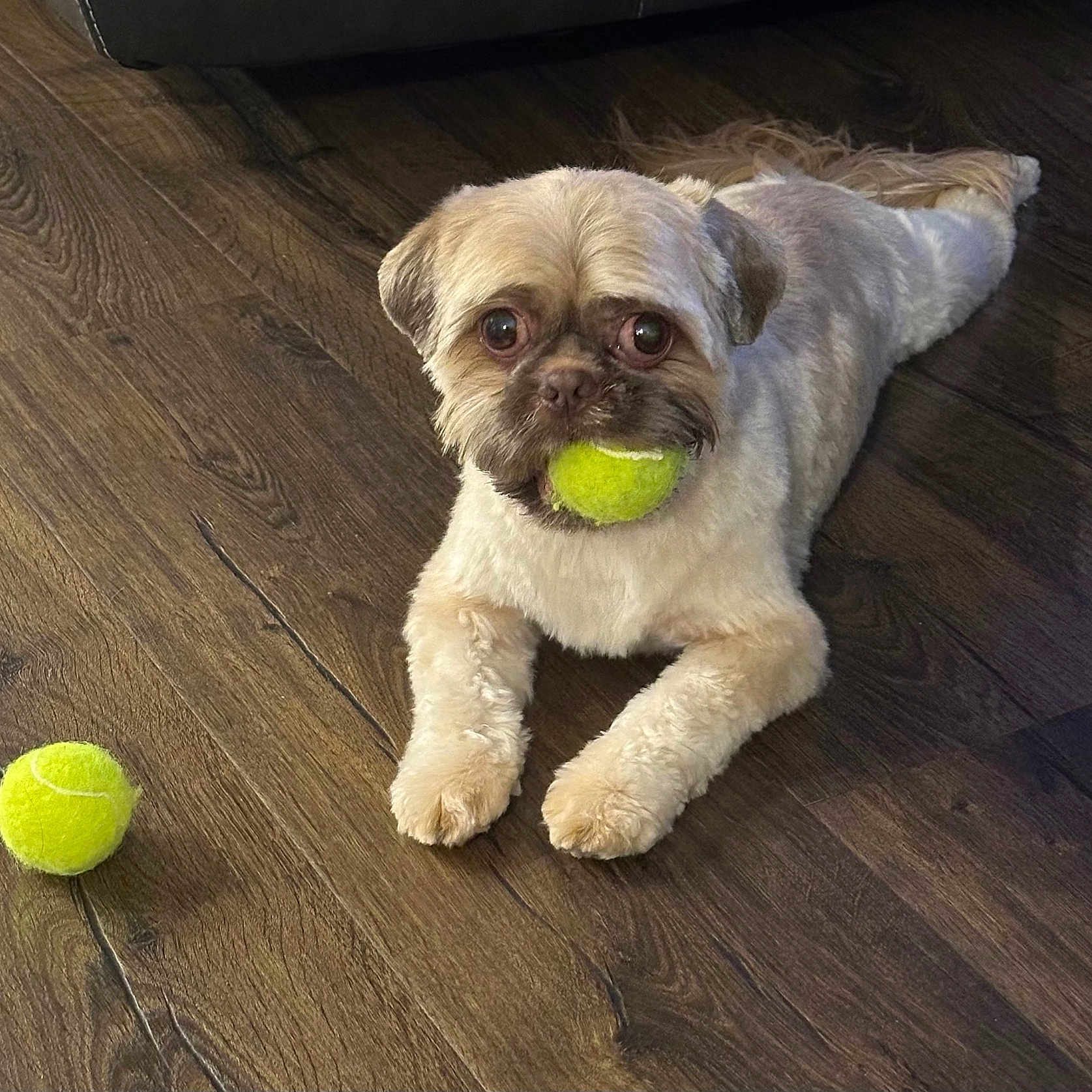 Murphy joined the competition — help win amazing prizes! dog, tennis_ball, wooden_floor, pet, animal, playing, cute, indoor, brown, fur, small_dog, laying_down, toy, flooring, domestic_animal, looking, mouth, front_paws, eyes, resting