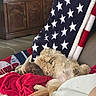 Murphy is registered to the contest to win money with this photo: dog, sleeping, blanket, couch, indoor, fur, paw, cozy, resting, home, furniture, decor, red, white, blue, stars, comfort, relaxation, pet, nap