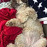 Murphy joined the competition — help win amazing prizes! dog, fluffy, sleeping, blanket, red_blanket, star_pattern, fur, paw, cozy, resting, indoor, relaxed, cute, pet, animal, comfortable, couch, snuggle, soft, fur_texture