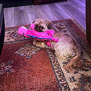 Murphy is registered to the contest to win money with this photo: dog, small_dog, toy, pink_toy, stuffed_toy, carpet, rug, floor, wooden_floor, indoor, pet, animal, playful, cute, fur, looking, lying_down, home, furniture, curious