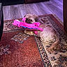 dog, small_dog, toy, pink_toy, stuffed_toy, carpet, rug, floor, wooden_floor, indoor, pet, animal, playful, cute, fur, looking, lying_down, home, furniture, curious