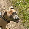 dog, canine, pet, animal, outdoor, grass, dirt, collar, leash, sunlight, happy, playful, brown, ears, snout, paw, nature, daytime, looking_up, friendly