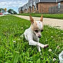 animal, chihuahua, curious, cute, daylight, dog, grass, greenery, nature, outdoor, pet, playful, puppy, residential_area, sidewalk, sky, small_dog, summer, townhouse, walking