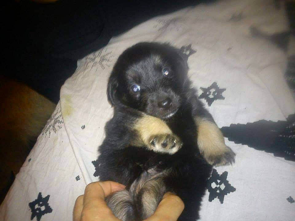 Hutch participe au concours pour gagner de l'argent avec cette photo : canidae, carnivore, dog, dog_breed, hovawart, mammal, newfoundland, puppy, sporting_group, vertebrate