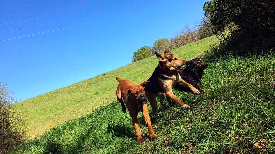Hutch participe au concours pour gagner de l'argent avec cette photo : canidae, carnivore, dog, dog_breed, guard_dog, huntaway, hunting_dog, mammal, vertebrate, working_dog