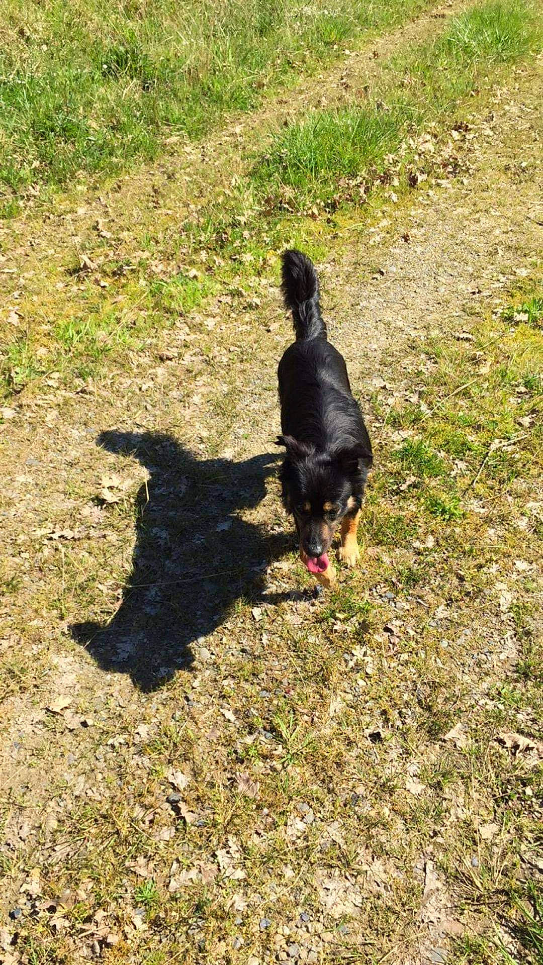 Hutch participe au concours pour gagner de l'argent avec cette photo : canidae, carnivore, dog, dog_breed, grass, hunting_dog, jagdterrier, sporting_group, working_dog