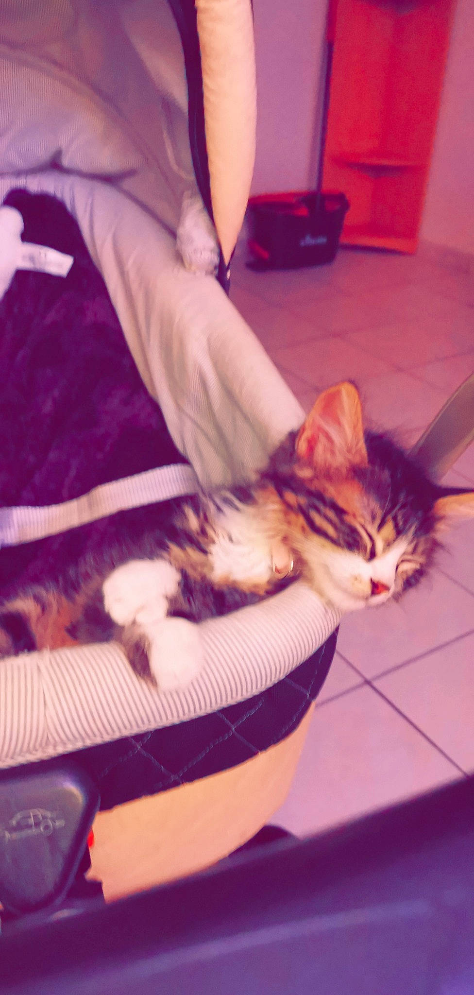 Nira participe au concours pour gagner de l'argent avec cette photo : carnivore, cat, domestic_short_haired_cat, ear, european_shorthair, felidae, fur, human_leg, kitten, lap, leg, small_to_medium_sized_cats, whiskers