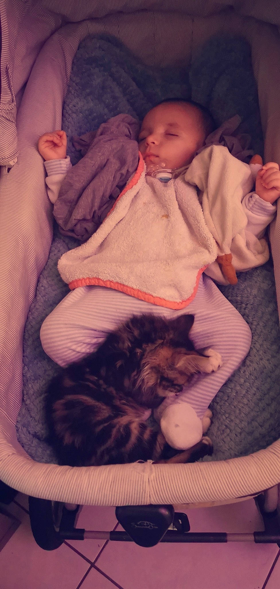 Nira a rejoint le concours — aidez-le/la à gagner de superbes lots ! baby, birth, carnivore, cat, cheek, child, comfort, european_shorthair, eye, felidae, fur, hug, kitten, nap, nose, skin, sleep, small_to_medium_sized_cats, toddler, whiskers