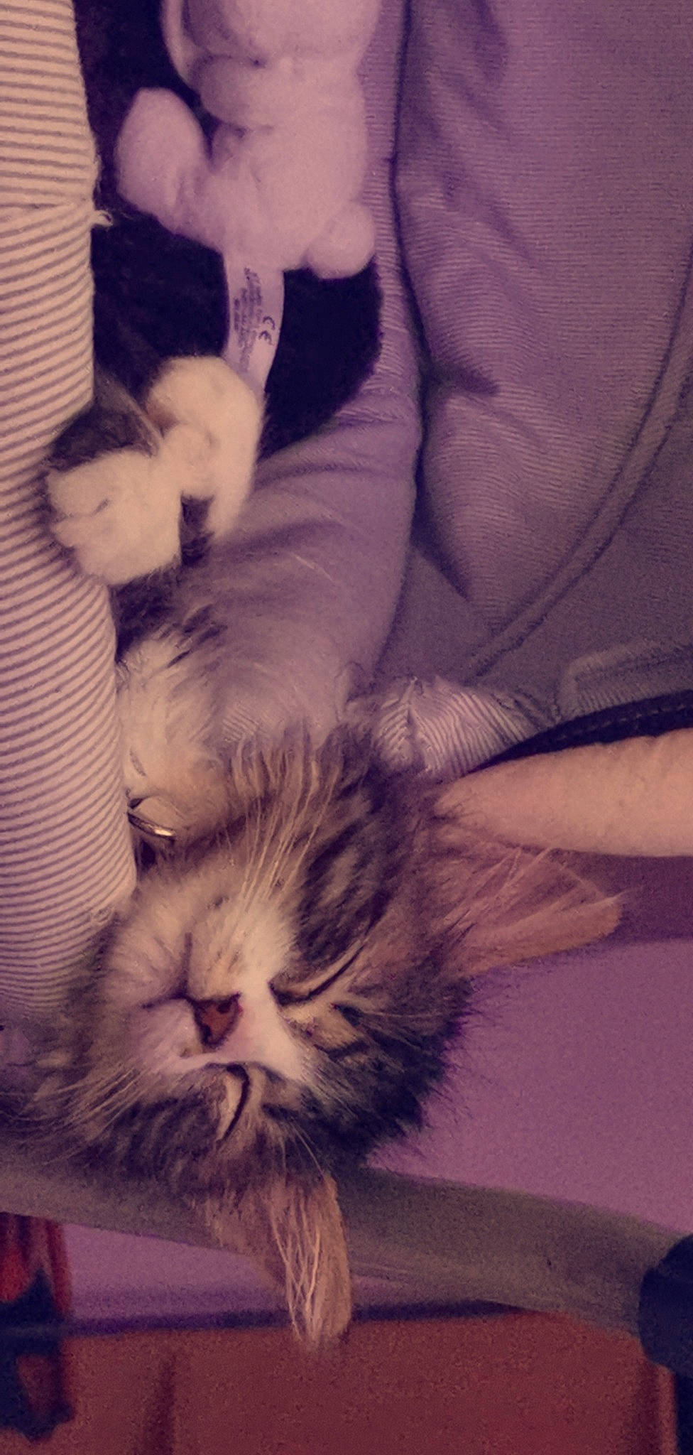 Nira participe au concours pour gagner de l'argent avec cette photo : american_curl, asian, carnivore, cat, ear, eye, felidae, fur, kitten, nap, nose, paw, sleep, small_to_medium_sized_cats, snout, tail, whiskers