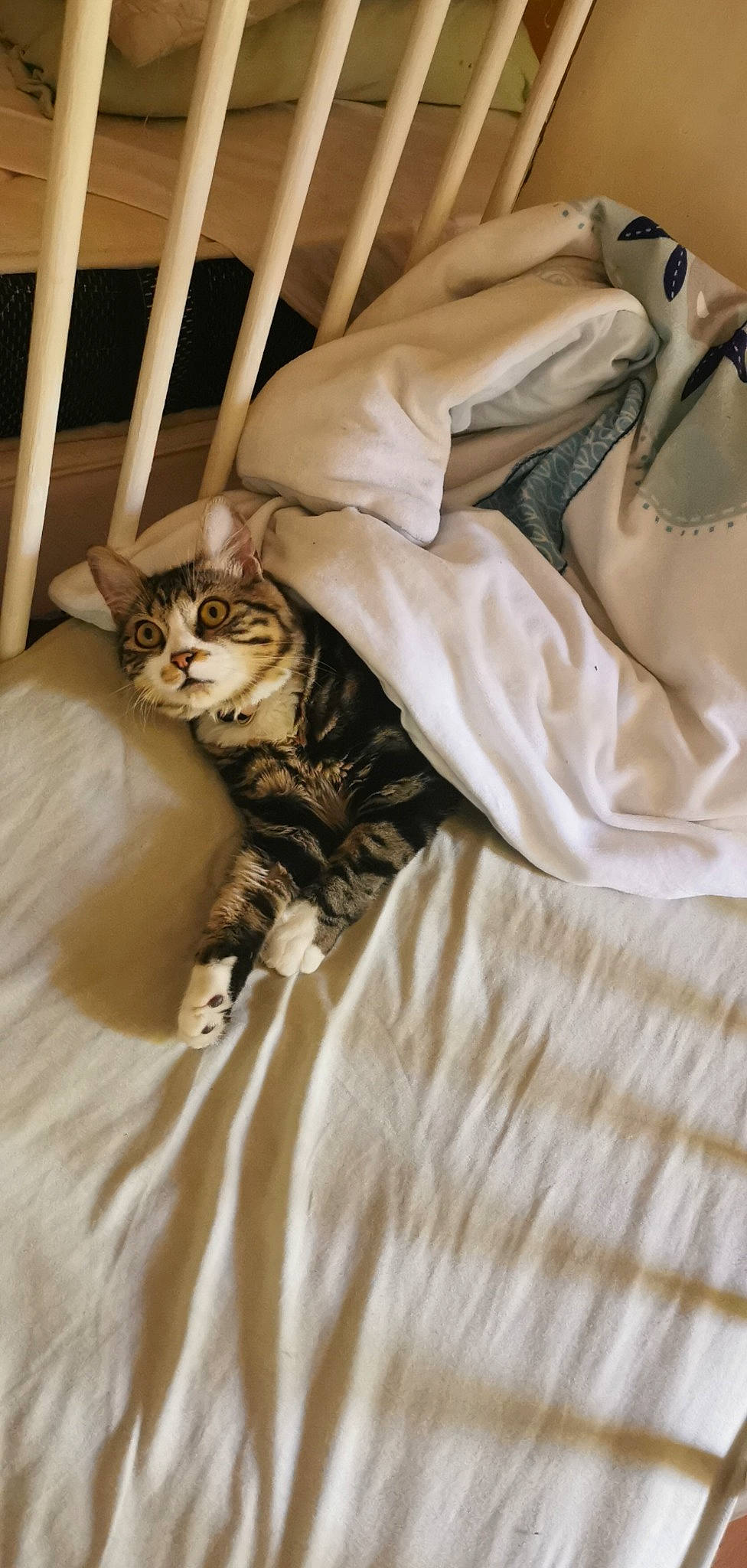 Nira a rejoint le concours — aidez-le/la à gagner de superbes lots ! american_shorthair, asian, bed, bed_sheet, bengal, carnivore, cat, european_shorthair, fawn, felidae, fur, kitten, norwegian_forest_cat, sleep, small_to_medium_sized_cats, sokoke, tabby_cat, whiskers