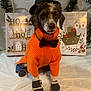 dog, hat, sweater, bow_tie, boots, christmas, holiday, festive, decorations, background, orange_sweater, black_hat, black_bow_tie, pet_clothing, indoors, white_background, cute, portrait, animal, winter