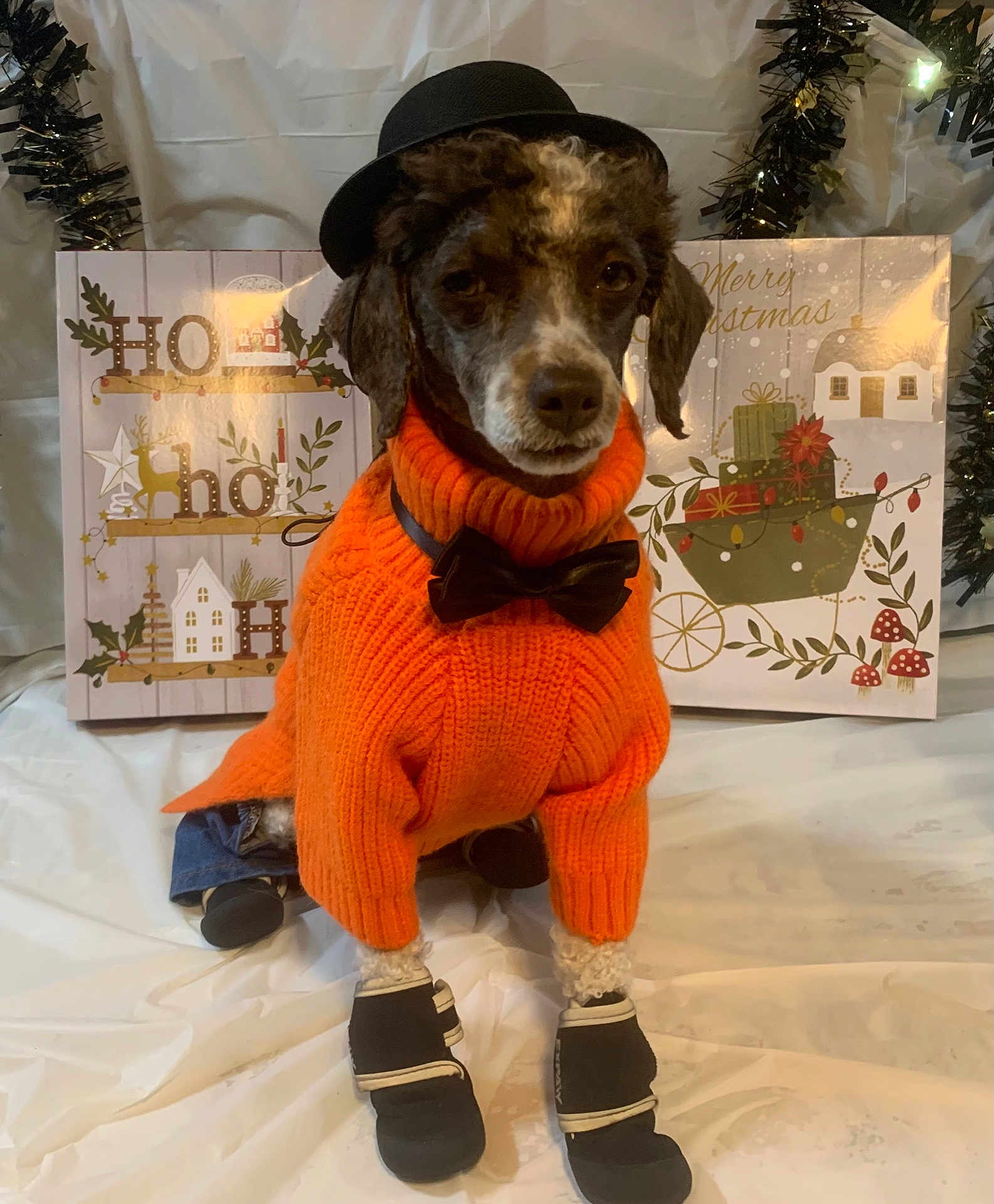 Marley joined the competition — help win amazing prizes! dog, hat, sweater, bow_tie, boots, christmas, holiday, festive, decorations, background, orange_sweater, black_hat, black_bow_tie, pet_clothing, indoors, white_background, cute, portrait, animal, winter