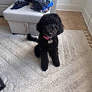 Nova joined the competition — help win amazing prizes! dog, black_dog, curly_fur, pink_collar, sitting, white_rug, living_room, sofa, folded_clothes, tile_floor, indoor, pet, cute, attentive, cozy, home, floor_rug, furniture, curious, domestic_animal