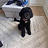 dog, black_dog, curly_fur, pink_collar, sitting, white_rug, living_room, sofa, folded_clothes, tile_floor, indoor, pet, cute, attentive, cozy, home, floor_rug, furniture, curious, domestic_animal