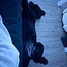 dog, black_dog, floor, wooden_floor, furniture, bed, fabric, pet, lying_down, indoors, cozy, relaxing, curly_fur, resting, animal, domestic_animal, canine, home, quiet, calm