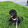 Nova joined the competition — help win amazing prizes! dog, black_dog, curly_hair, grass, leash, harness, outdoor, pet, sitting, happy, tongue_out, greenery, parked_cars, street, daytime, nature, canine, animal, cute, playful