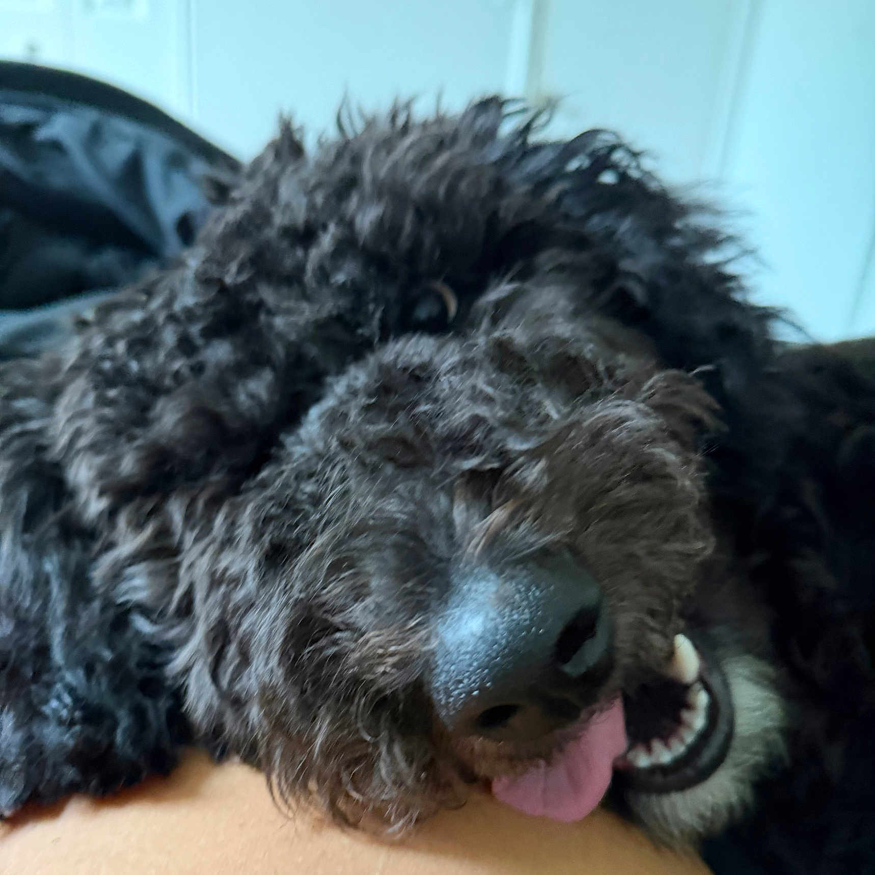 Nova