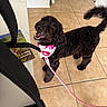 Nova is registered to the contest to win money with this photo: dog, black_dog, curly_fur, bandana, leash, tile_floor, indoor, pet, smiling, looking_up, happy, animal, footwear, backpack, white_wall, door, collar, cute, companion, domestic_animal