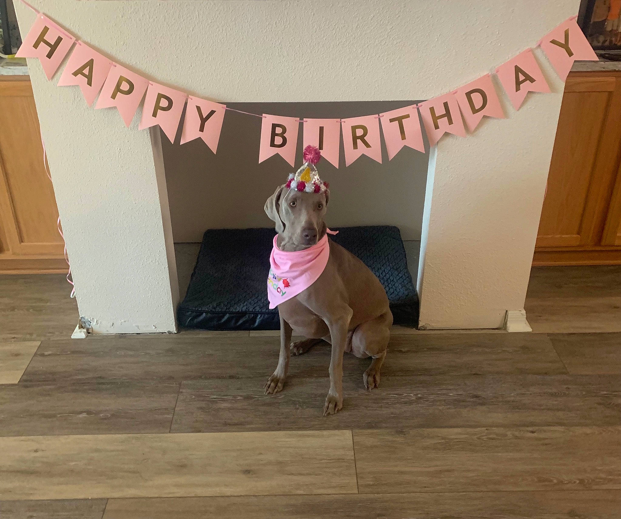 Skylar is registered to the contest to win money with this photo: brown, carnivore, collar, companion_dog, dog, dog_breed, dog_clothes, dog_supply, fawn, flooring, grey, hardwood, laminate_flooring, magenta, party_supply, pet_supply, pink, vertebrate, window, wood