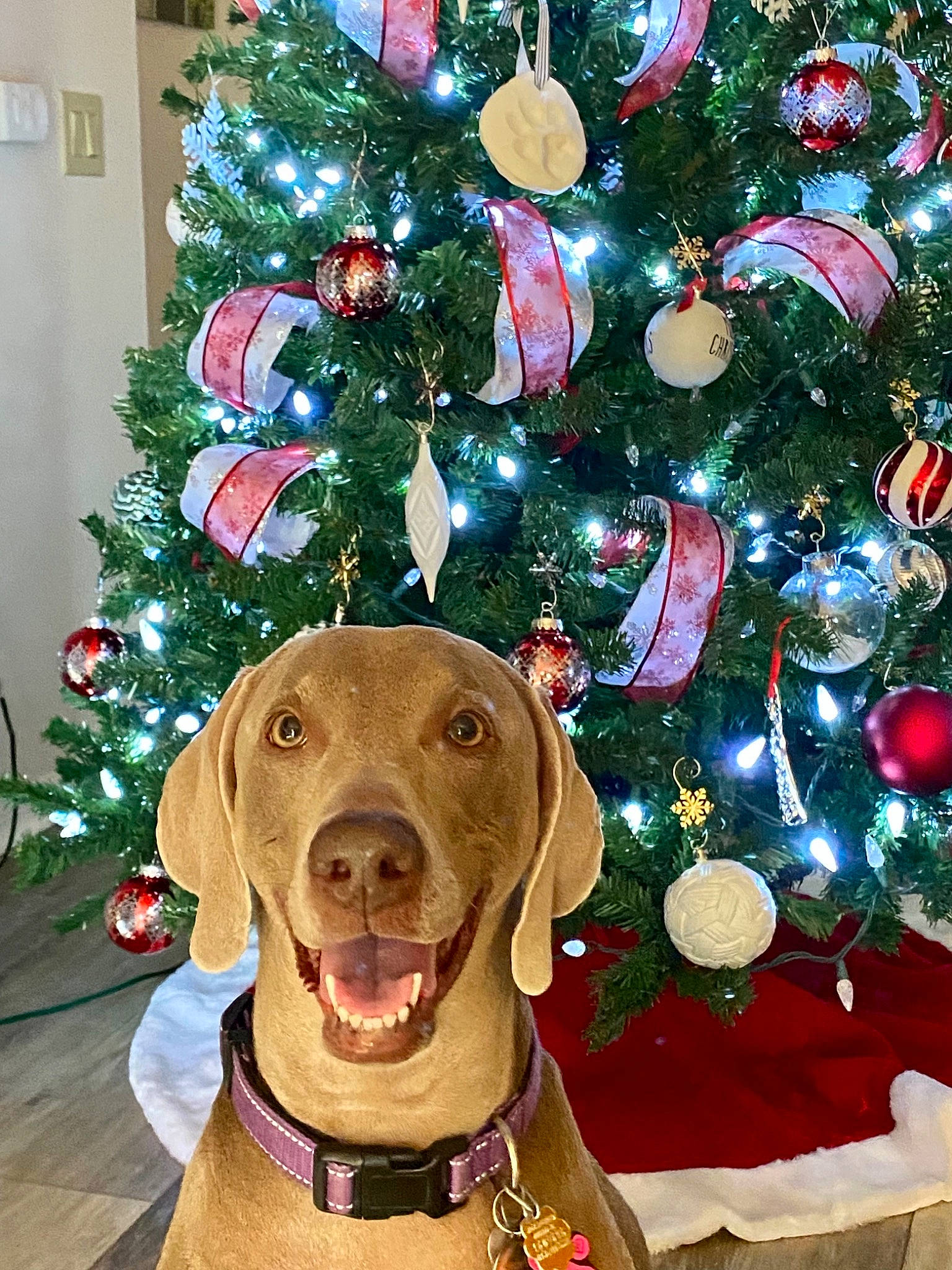 Skylar is registered to the contest to win money with this photo: carnivore, christmas, christmas_decoration, christmas_ornament, christmas_tree, collar, companion_dog, dog, dog_breed, dog_collar, event, fawn, gun_dog, holiday, holiday_ornament, liver, ornament, snout, tree, working_animal