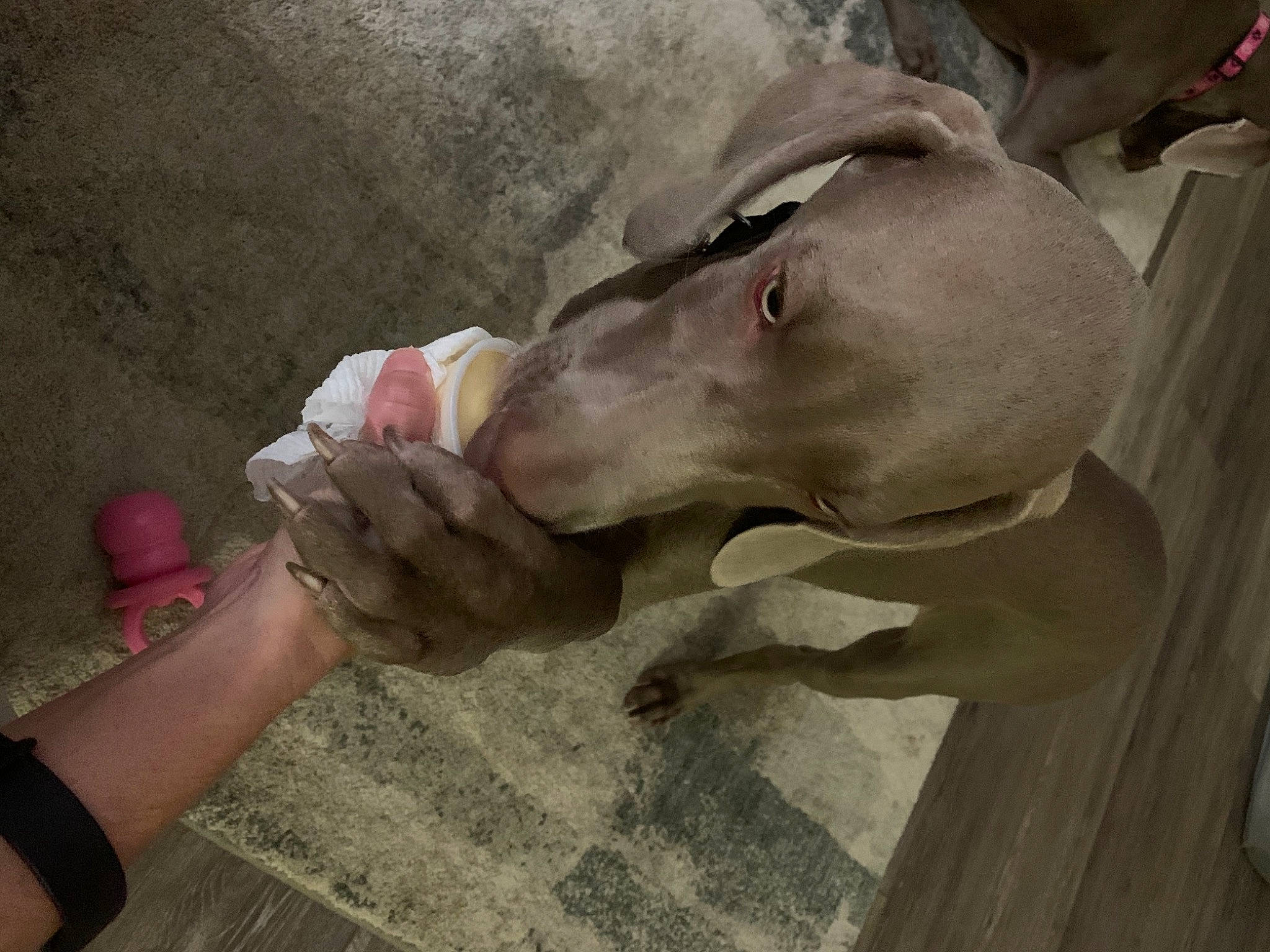 Riley joined the competition — help win amazing prizes! dairy, fawn, gesture, jaw, liver, livestock, nail, pack_animal, snout, sporting_group, terrestrial_animal, wood, working_animal, wrinkle