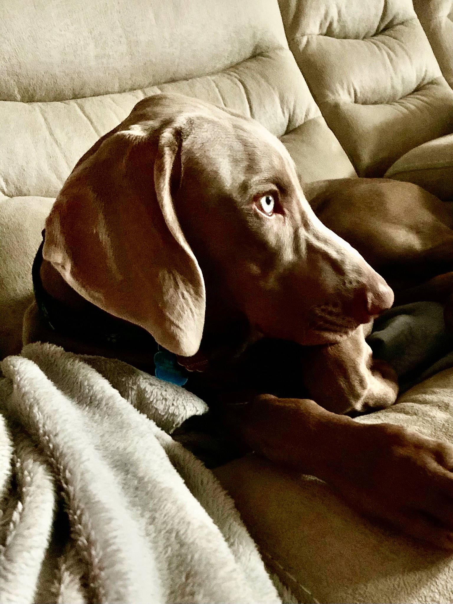 Riley is registered to the contest to win money with this photo: art, canidae, carnivore, comfort, companion_dog, dog, dog_breed, dog_collar, dog_supply, fawn, fur, gun_dog, hound, liver, pointing_breed, snout, sporting_group, whiskers, wood, working_animal