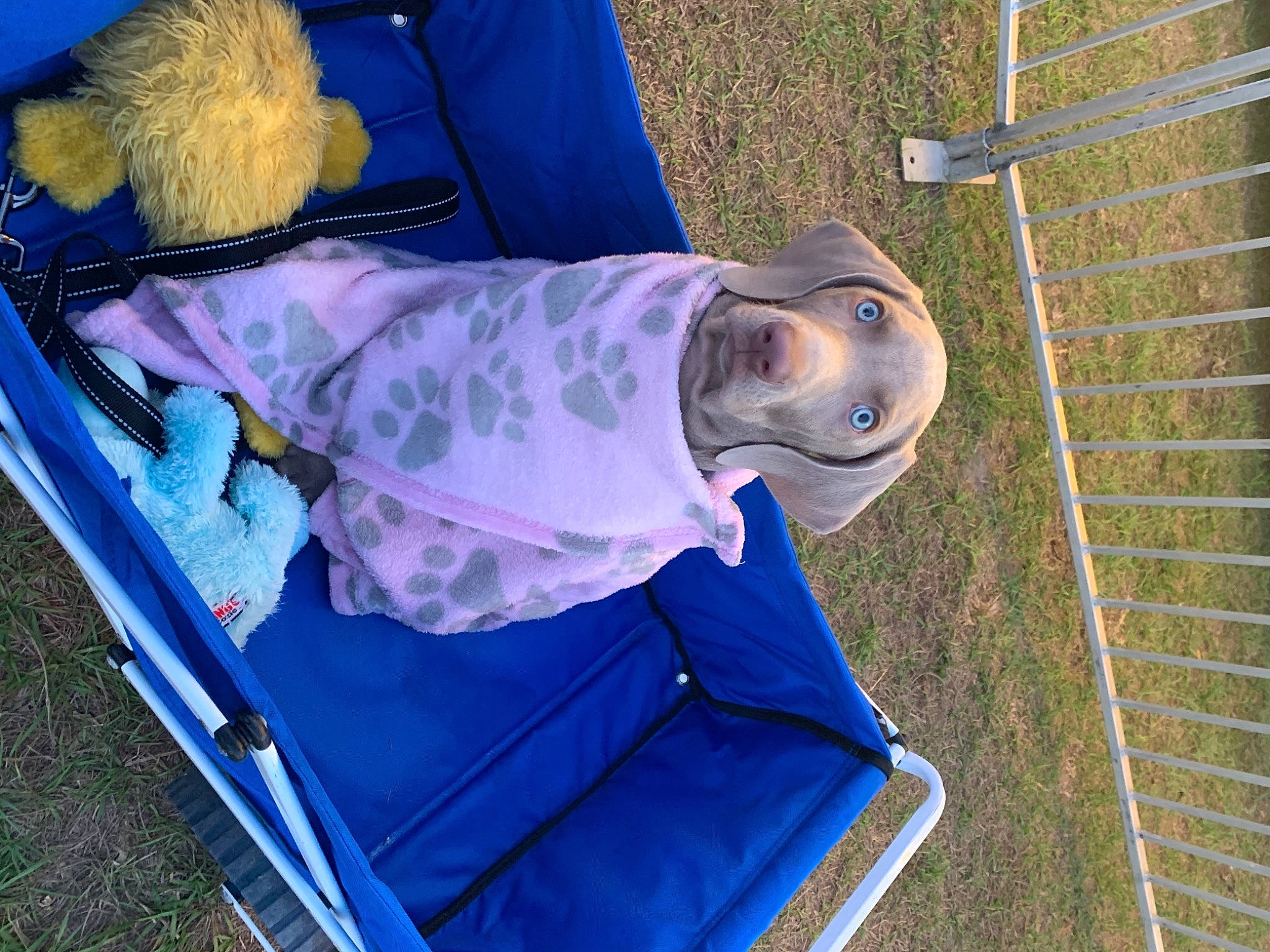 Riley joined the competition — help win amazing prizes! automotive_exterior, baby_products, blue, camping, comfort, dog, electric_blue, fun, grass, leisure, mesh, outdoor_furniture, recreation, sitting, smile, tent, vehicle_door, vertebrate