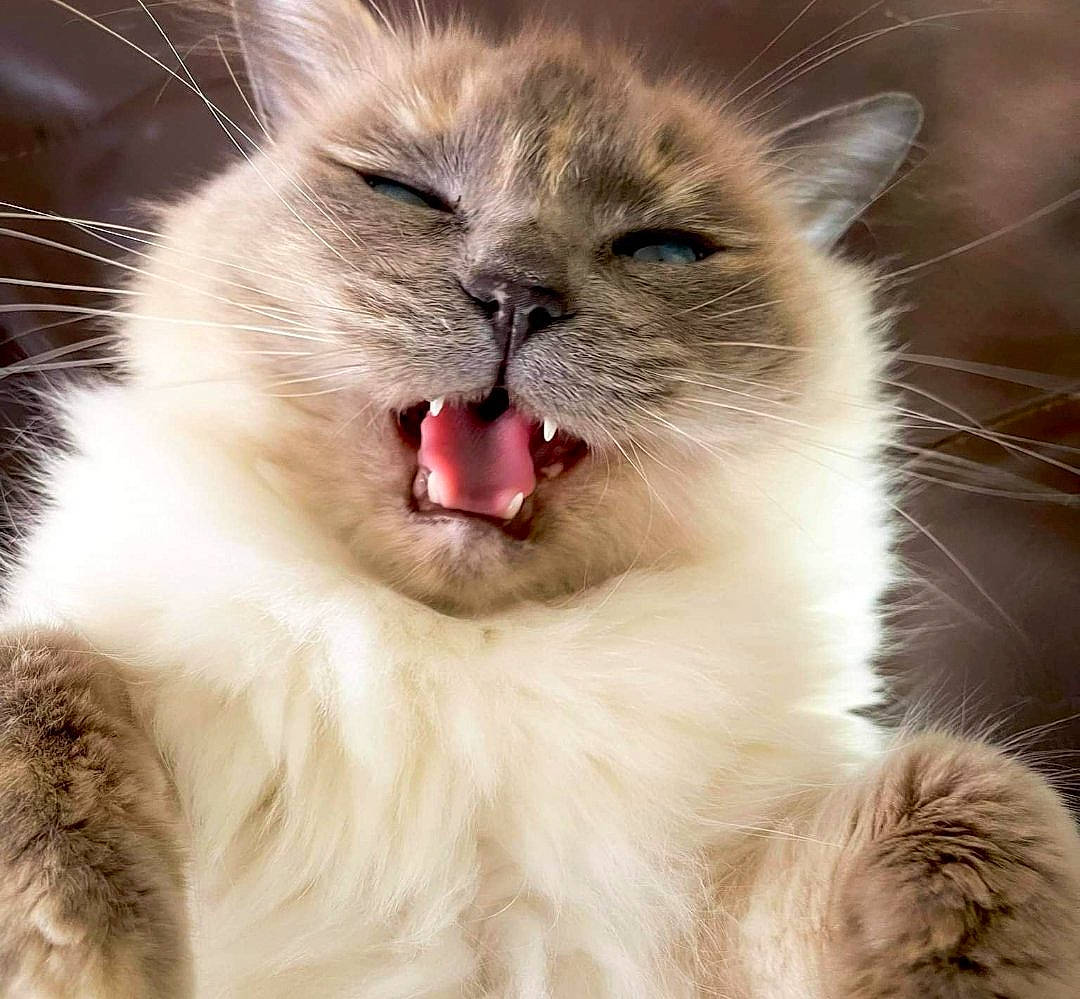 Betsy is registered to the contest to win money with this photo: birman, carnivore, cat, close_up, fang, fawn, felidae, fur, iris, paw, persian, small_to_medium_sized_cats, snout, terrestrial_animal, whiskers