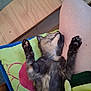 kitten, cat, sleeping, paw, furry, pet, resting, human_leg, pillow, colorful, indoor, cozy, relaxation, feline, animal, cute, soft, small, comfort, hand