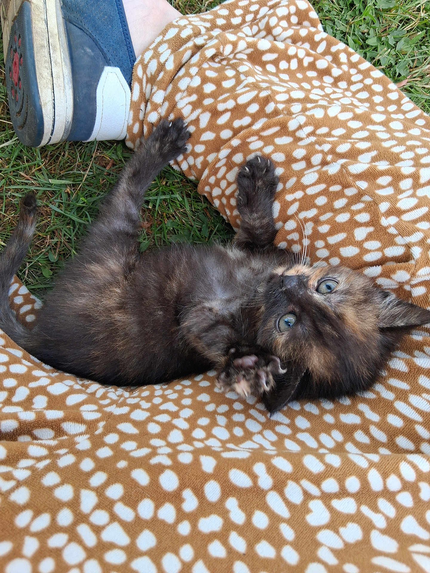 Arwen a rejoint le concours — aidez-le/la à gagner de superbes lots ! kitten, cat, tortoiseshell, playful, blanket, spotted_pattern, paw, grass, outdoor, footwear, shoe, sneaker, curious, young_animal, pet, fur, whiskers, relaxing, soft_texture, nature