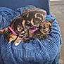 Arwen participe au concours pour gagner de l'argent avec cette photo : cat, cats, pet, animal, blue_chair, blue_blanket, knitted_blanket, pink_collar, indoor, playful, feline, fur, tabby_cat, tortoiseshell_cat, resting, cozy, chair, floor, domestic_animal, cute