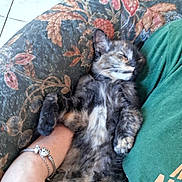 Arwen a rejoint le concours — aidez-le/la à gagner de superbes lots ! cat, tortoiseshell_cat, sleeping, cushion, floral_pattern, person, arm, bracelet, green_shirt, indoor, relaxation, pet, feline, resting, comfort, close_up, fur, paw, cozy, nap