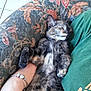 cat, tortoiseshell_cat, sleeping, cushion, floral_pattern, person, arm, bracelet, green_shirt, indoor, relaxation, pet, feline, resting, comfort, close_up, fur, paw, cozy, nap