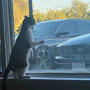 Meowy joined the competition — help win amazing prizes! cat, window, car, outdoor, trees, sunlight, animal, pet, curious, sitting, glass, reflection, daylight, vehicle, license_plate, side_view, nature, domestic_cat, indoor, quiet