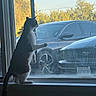 cat, window, car, outdoor, trees, sunlight, animal, pet, curious, sitting, glass, reflection, daylight, vehicle, license_plate, side_view, nature, domestic_cat, indoor, quiet