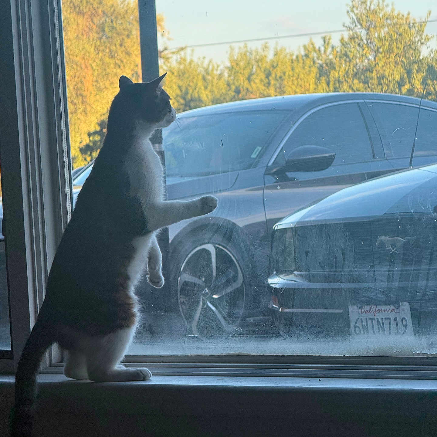 Meowy joined the competition — help win amazing prizes! cat, window, car, outdoor, trees, sunlight, animal, pet, curious, sitting, glass, reflection, daylight, vehicle, license_plate, side_view, nature, domestic_cat, indoor, quiet